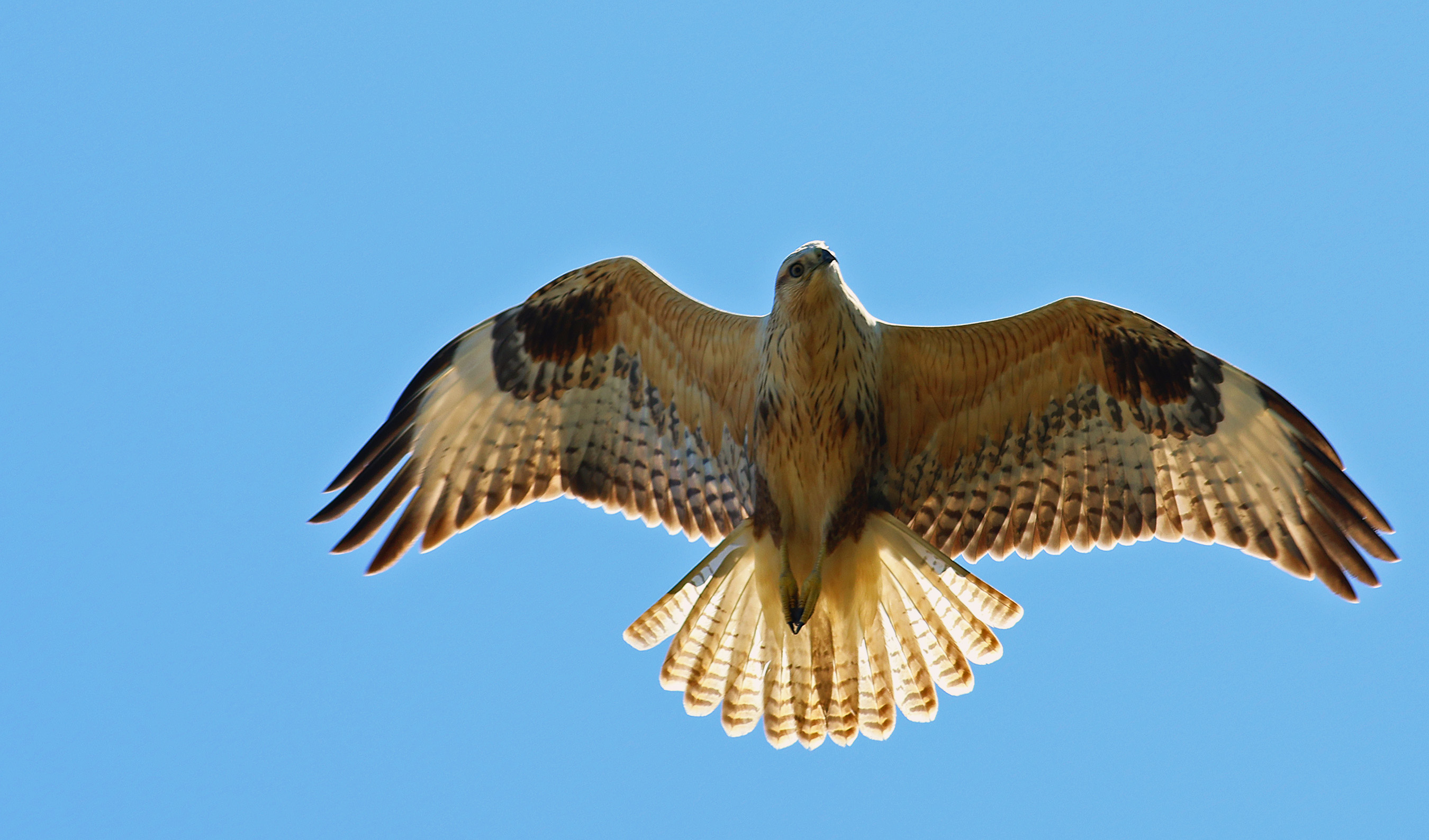 Long-legged Buzzard